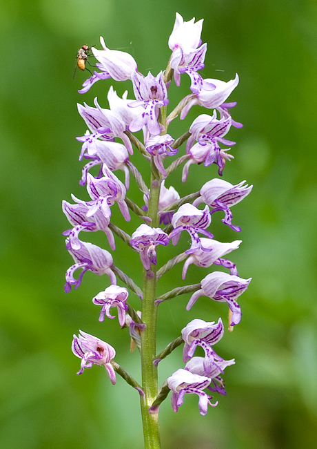 Orchis militaris / Orchidea militare